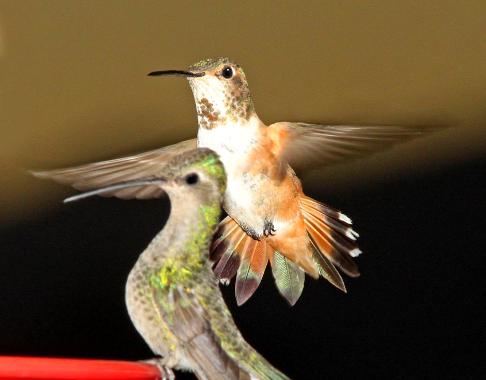 505 - ALLEN'S HUMMINGBIRD (7-13-11) 78 circulo montana, patagonia lake ranch estates, scc, az - (1)