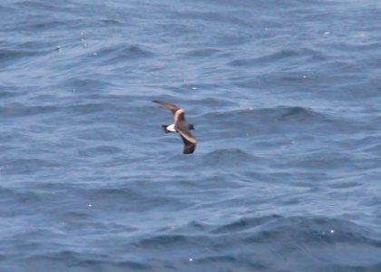 148 - LEACH'S STORM-PETREL (6-12-10) off santa barbara on the Condor, guadalupe-townsend's race