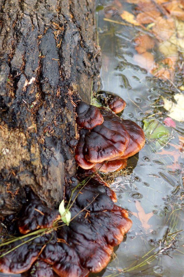Magic Mushrooms