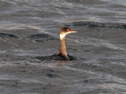 099 - EARED GREBE (12-17-11) cbc, patagonia lake, scc, az