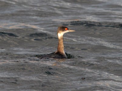 099 - EARED GREBE (12-17-11) cbc, patagonia lake, scc, az photo