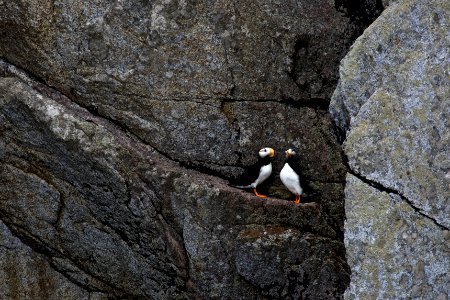 Horned Puffin photo