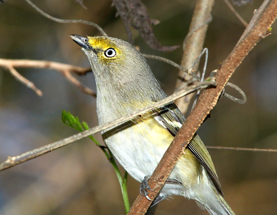 618 - WHITE-EYED VIREO (2-5-10) quinta mazatlan, mcallen, tx (1)