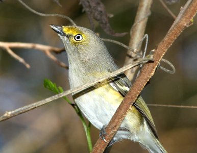 618 - WHITE-EYED VIREO (2-5-10) quinta mazatlan, mcallen, tx (1)
