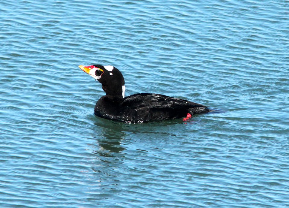 053 - SURF SCOTER (3-23-10) morro bay, ca  (3)