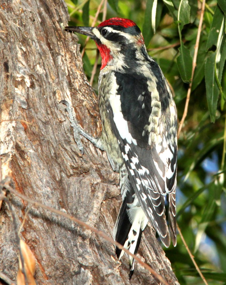530 - RED-NAPED SAPSUCKER (9-25-11) pena blanca lake, scc, az -  (1)