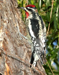 530 - RED-NAPED SAPSUCKER (9-25-11) pena blanca lake, scc, az -  (1)