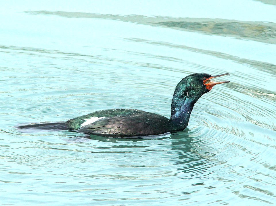 173 - PELAGIC CORMORANT (1-9-10) morro bay, sloco, ca (7)