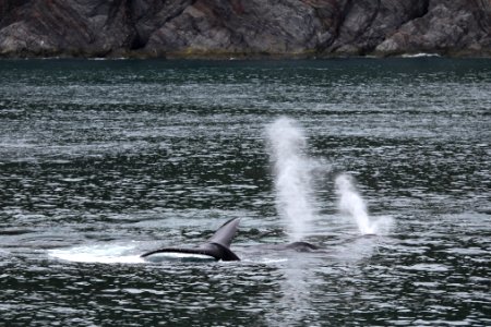 Humpback whales "bubble-net" feeding