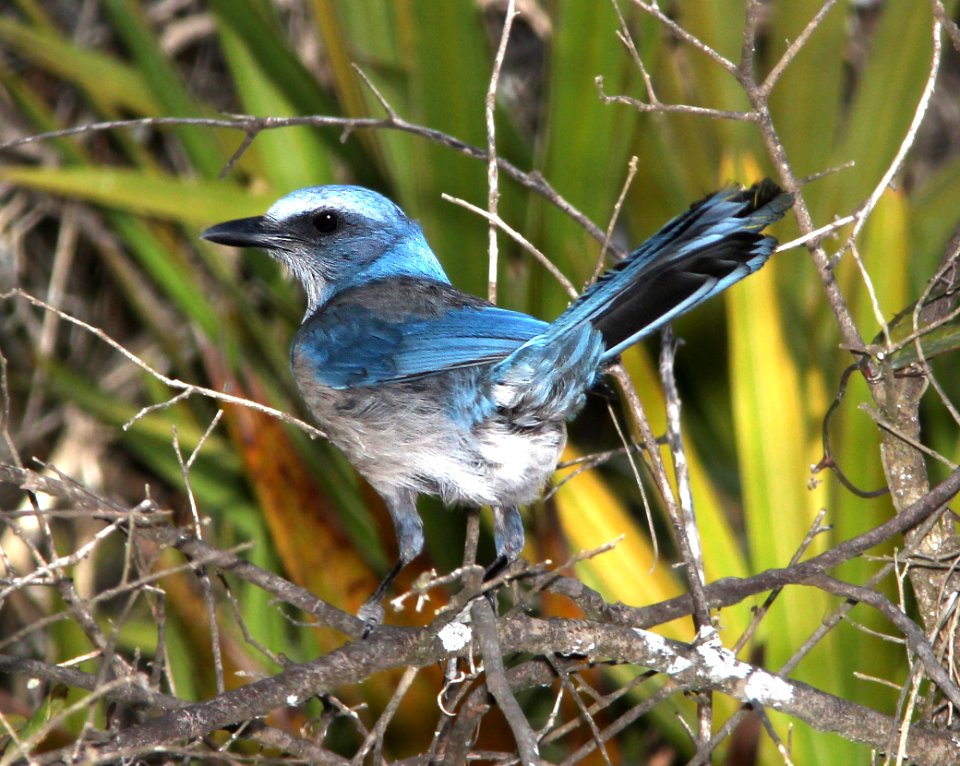 640 - FLORIDA SCRUB JAY (3-15-13) ocala national forest, marion co, fl  (1)