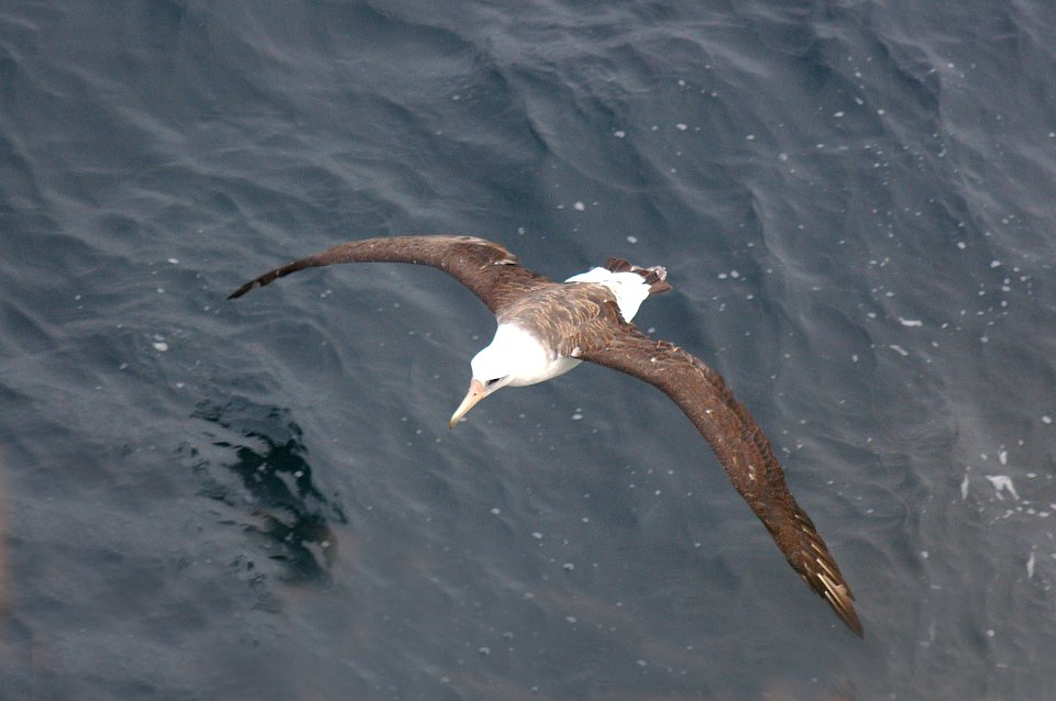 108 - LAYSAN ALBATROSS (9-06) aleutians, ak (5)