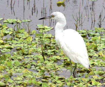 189 - LITTLE BLUE HERON (3-1-13) eagle lakes water park, collier co, fl