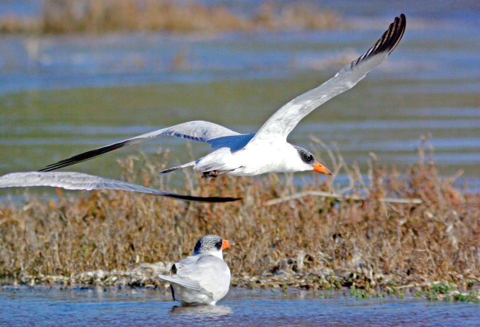 382 - CASPIAN TERN (11-13-08) morro bay est, slo co, ca (5)