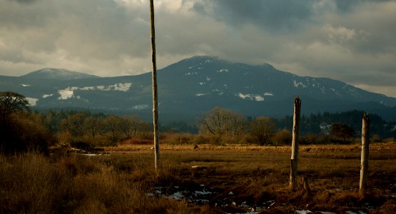 Posts in the estuary photo