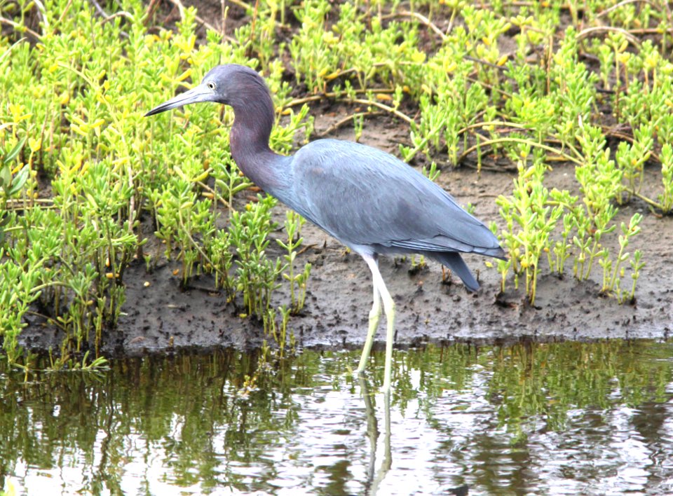 189 - LITTLE BLUE HERON (2-29-12) s padre island birding center, tx  (1)