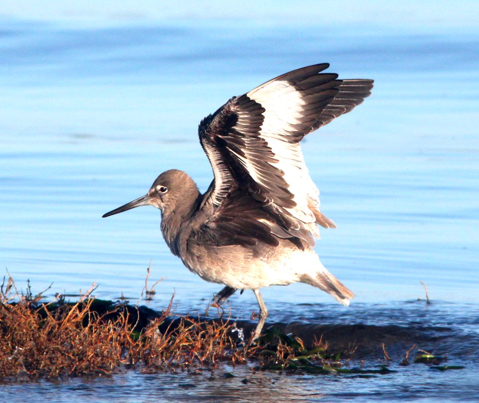 287 - WESTERN WILLET (2-1-11) ca