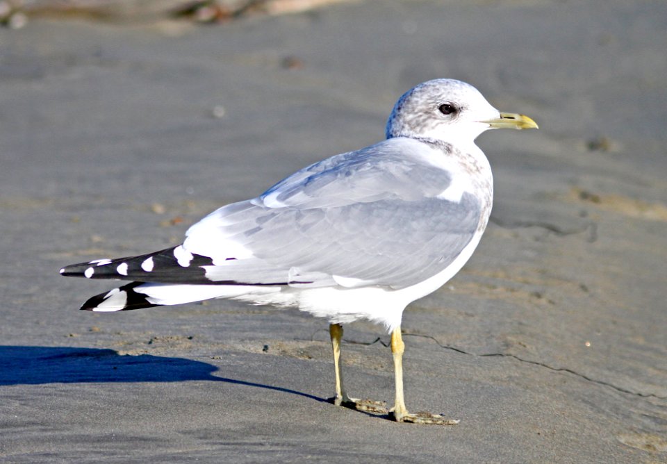 359 - MEW GULL (11-19-09) adult, cayucos, slo co, ca