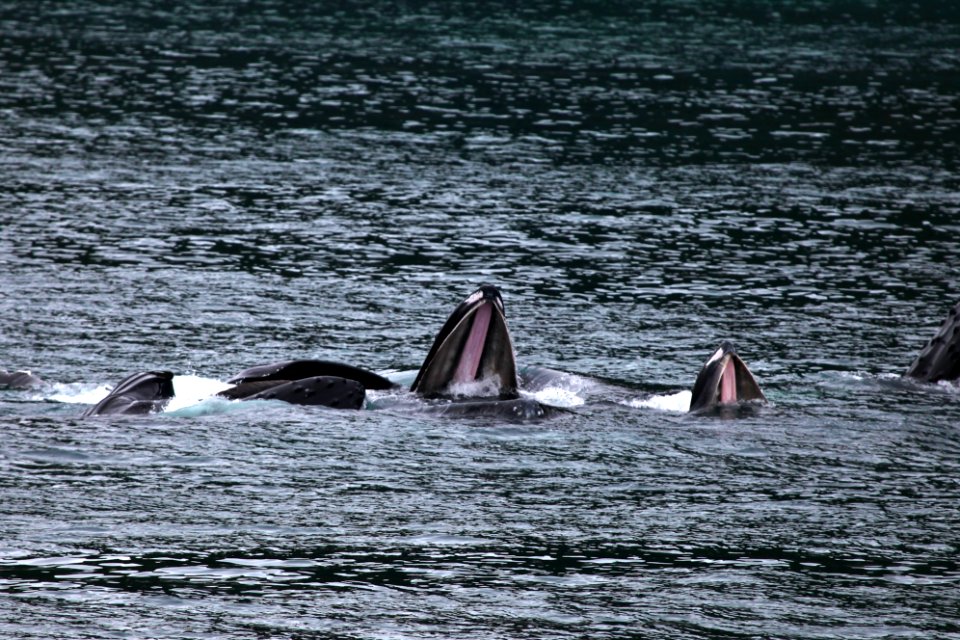 Humpback whales "bubble-net" feeding