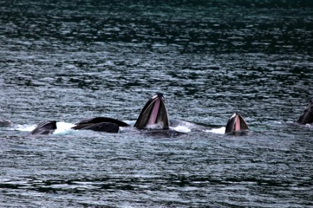 Humpback whales "bubble-net" feeding