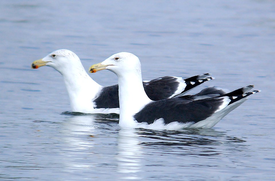 372 - GREAT BLACK-BACKED GULL (11- -05) md