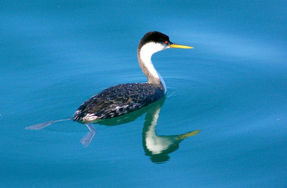 100 - WESTERN GREBE (11-20-07) sloco, ca