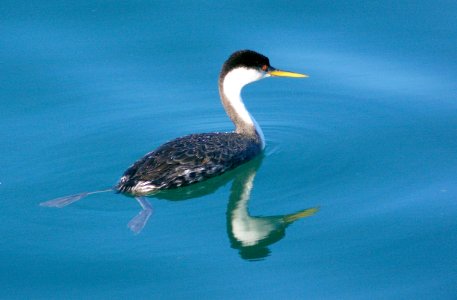100 - WESTERN GREBE (11-20-07) sloco, ca