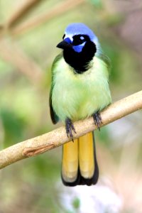 636 - GREEN JAY (2-15-08) laguna atascosa nat w r, tx (5)