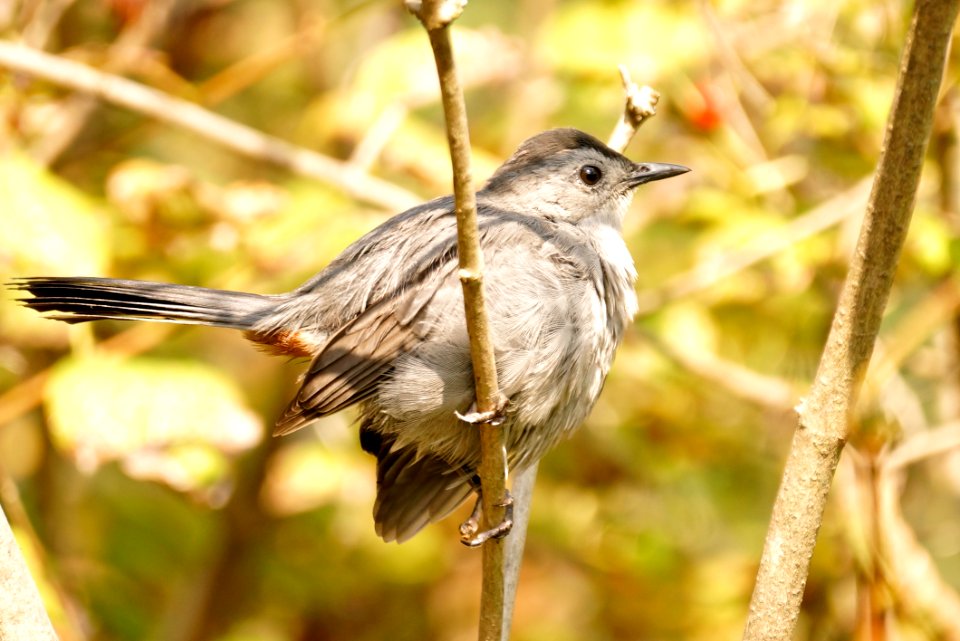 All Fluffed up - Gray Catbird (Dumetella Carolinensis) - Gunners Lake, Germantown Md