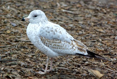 360 - RING-BILLED GULL (1-4-07) 1st winter, slo co, ca (2)