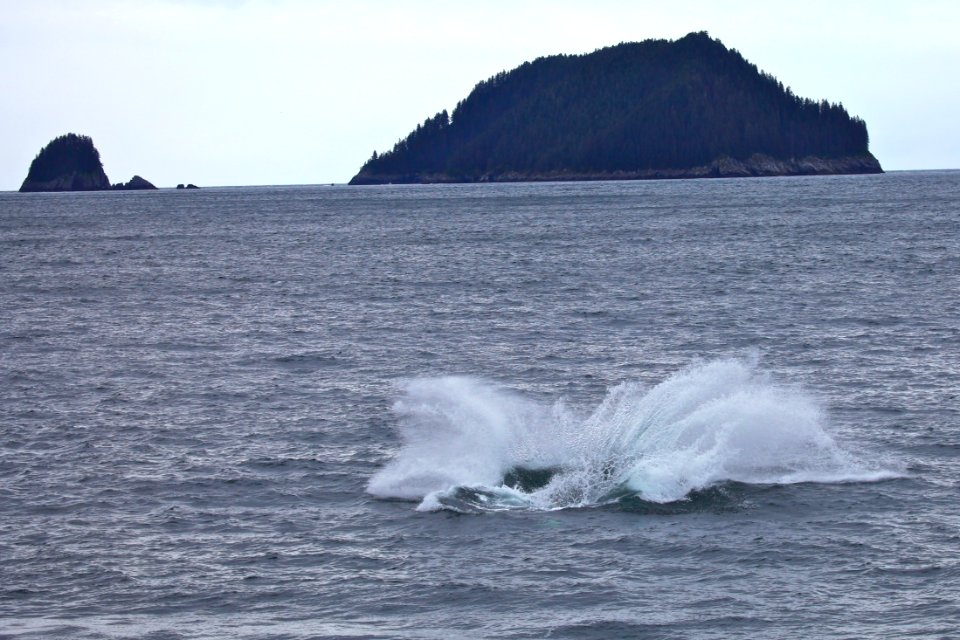 Humpback breaching