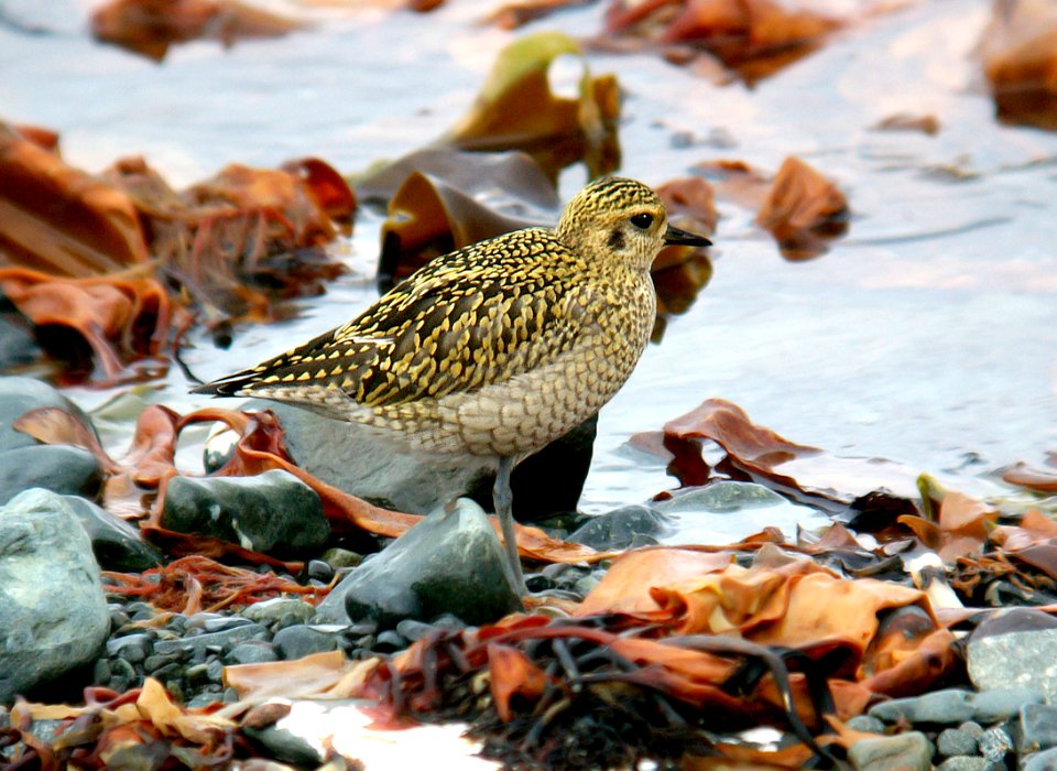 257 - PACIFIC GOLDEN PLOVER (9-06) ak (6)