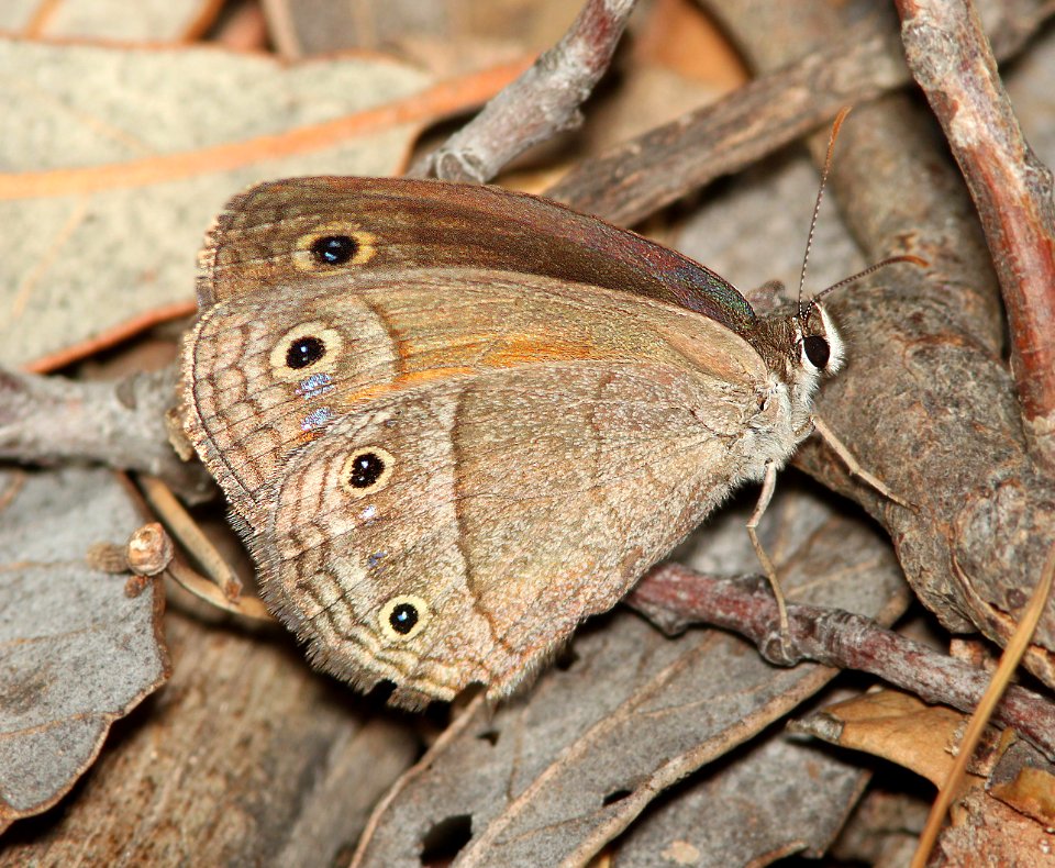 SATYR, RED (Megisto rubricata) (7-8-12) lower humboldt canyon, patagonia mts, scc, az -01
