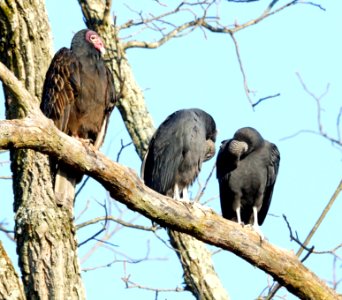 Turkey Vulture (Cathartes aura) hanging out with two black vultures in Clarksburg