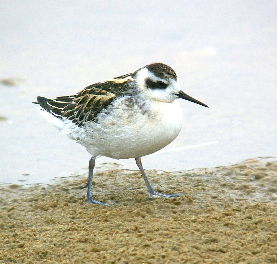 341 - RED-NECKED PHALAROPE (9-1-06) imm, slo co, ca (1)