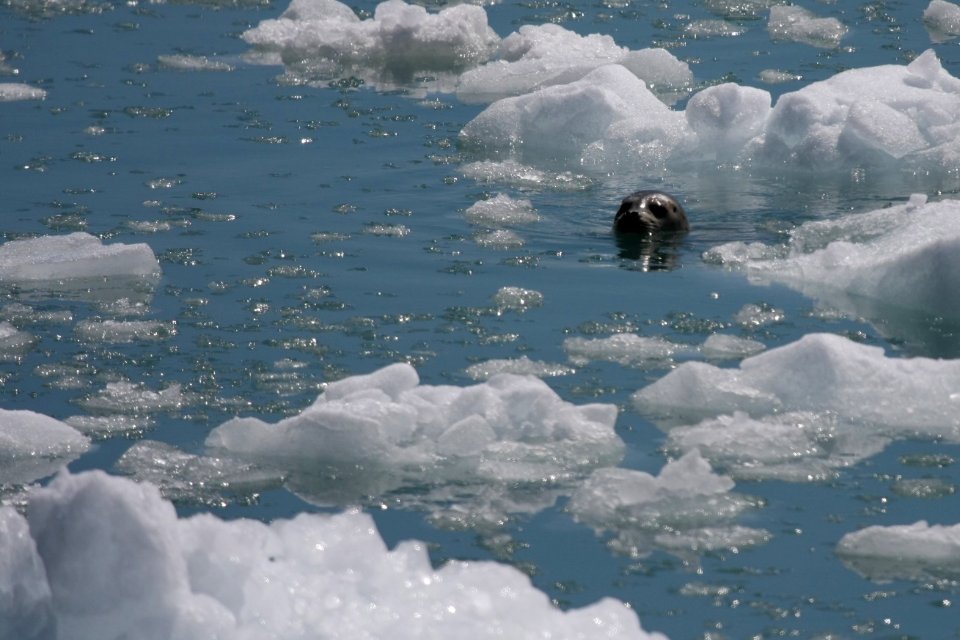 Harbor Seal