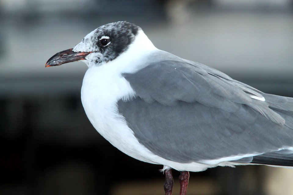 354 - LAUGHING GULL (1-31-10) port isabel, tx  (1)