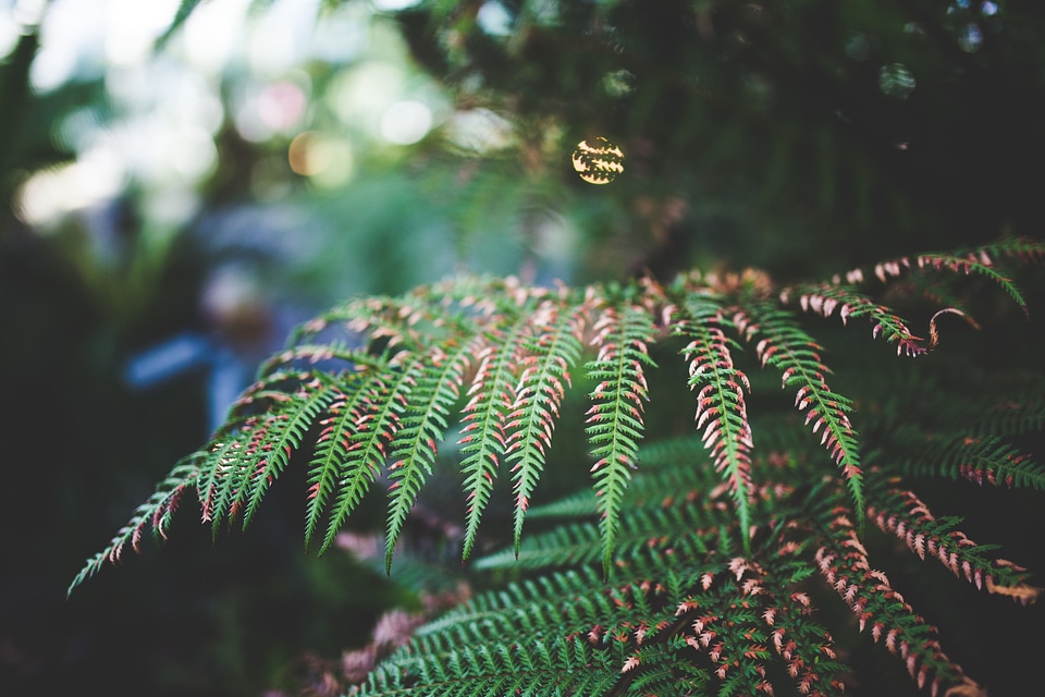 Leaves nature park
