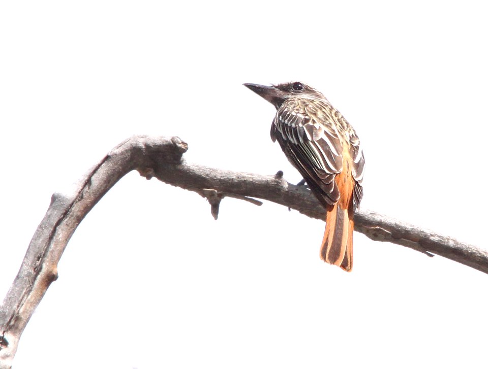 FLYCATCHER, SULPHUR-BELLIED (7-12-12) madera cyn, scc, az -01