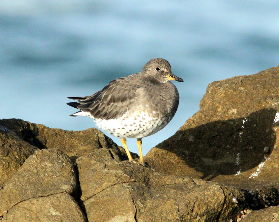 307 - SURFBIRD (11-5-09) northpoint, morro bay, slo co, ca  (2)