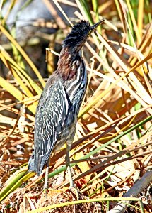 194 - GREEN HERON (12-6-01) patagonia lake, scc, az  (3)