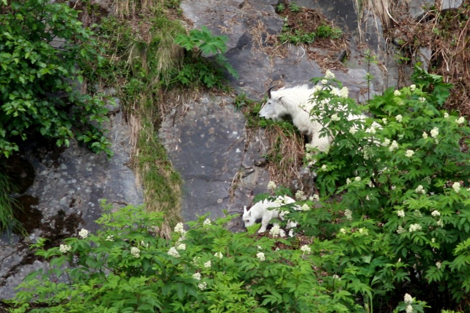 Mountain goats