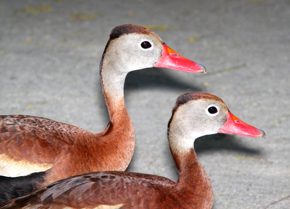 003 - BLACK-BELLIED WHISTLING-DUCK  (4-19-12) convention center, south padre island, tx  (1)