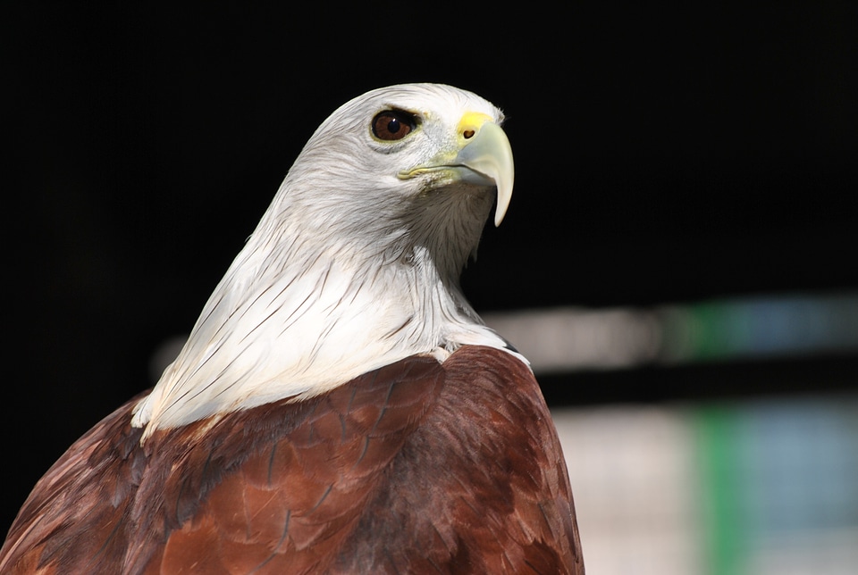 Freedom bird majestic