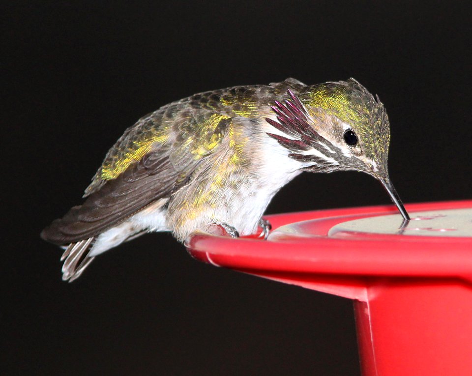 506 -  CALLIOPE HUMMINGBIRD (4-2-11) 78 circulo montana, patagonia lake ranch estates, scc, az - (3)