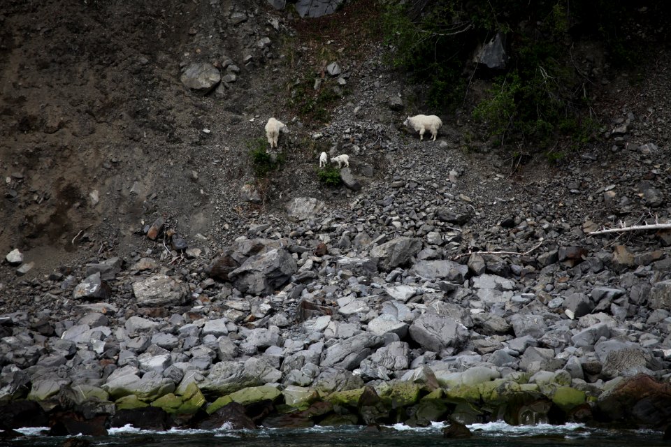 Mountain goats