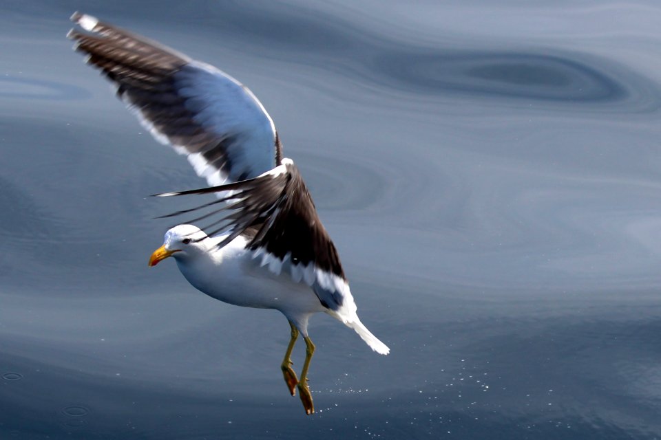 gaviota dominicana