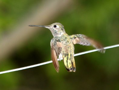 493 -  RIVOLI'S HUMMINGBIRD  (7-25-11) madera canyon, scc, az - (4)