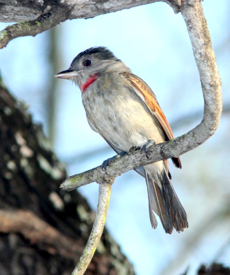 614 - ROSE-THROATED BECARD (2-5-10) bentsen-rio grande state park, tx  (1)