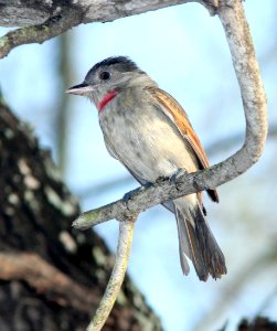 614 - ROSE-THROATED BECARD (2-5-10) bentsen-rio grande state park, tx  (1)