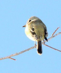 582 - DUSKY FLYCATCHER (10-22-11) patagonia lake, scc, az - (4)